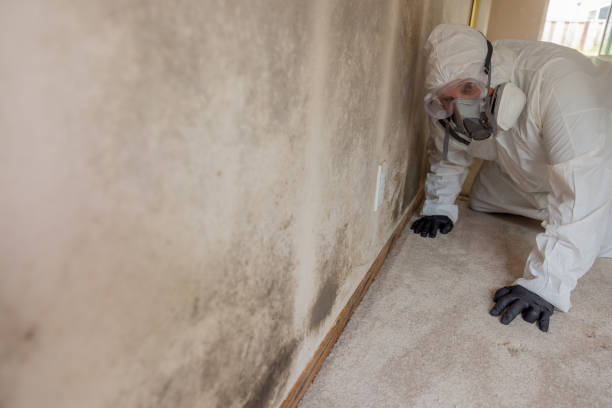 Best Commercial Mold Inspection in Great Neck Plaza, NY